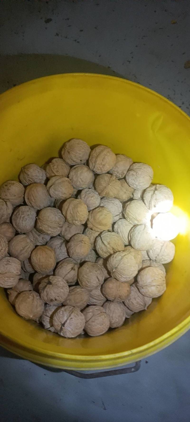 优质老品种核桃