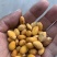 干白果仁药材