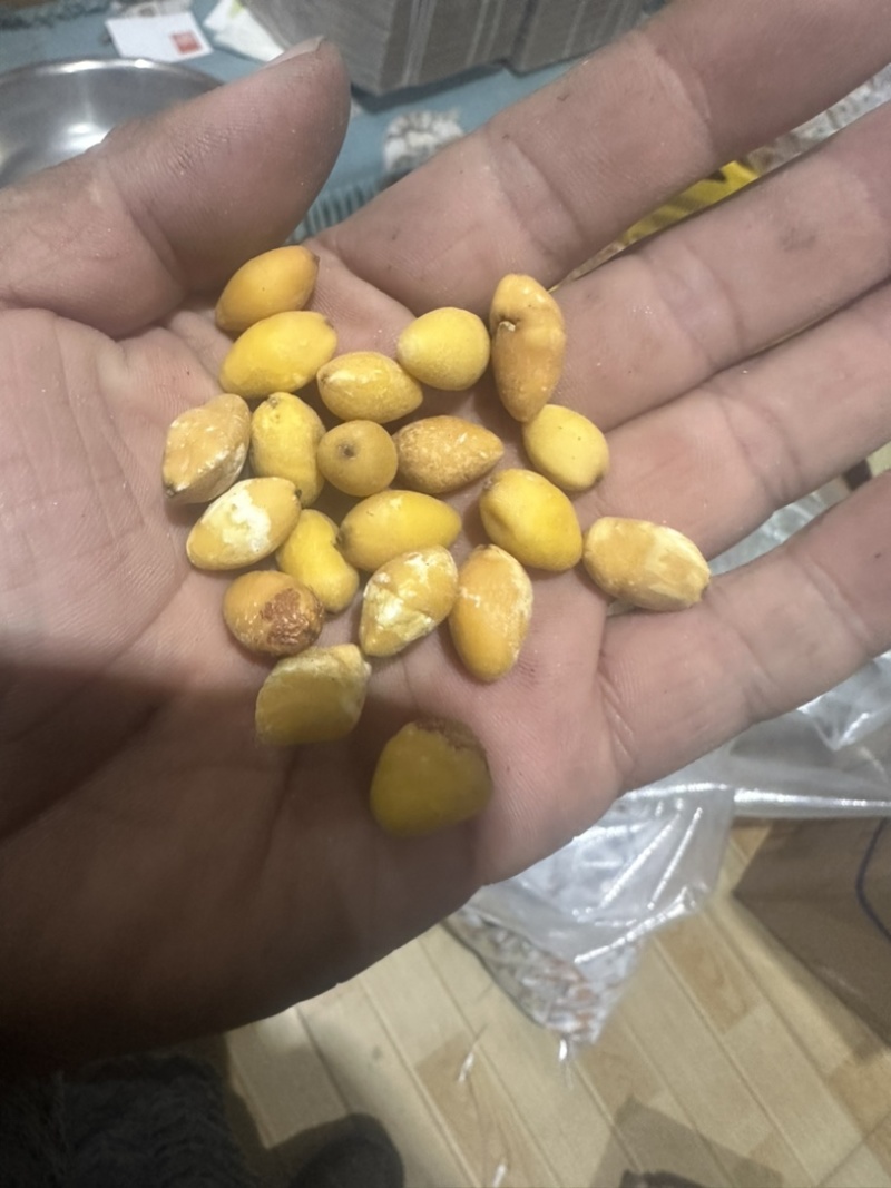 干白果仁药材