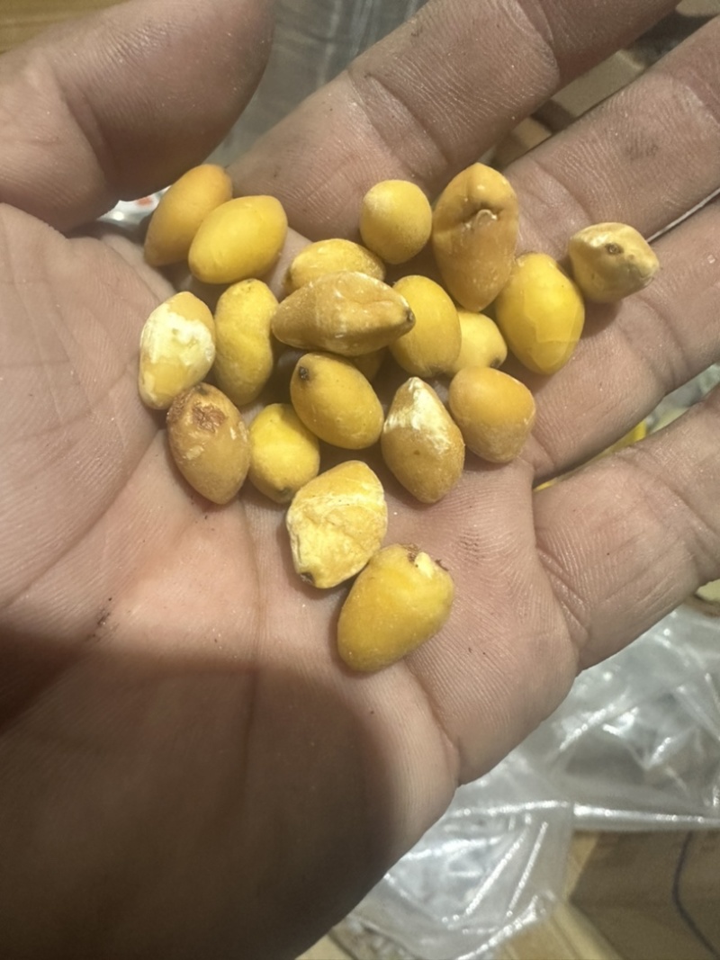 干白果仁药材