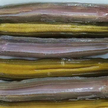 黄鳝片