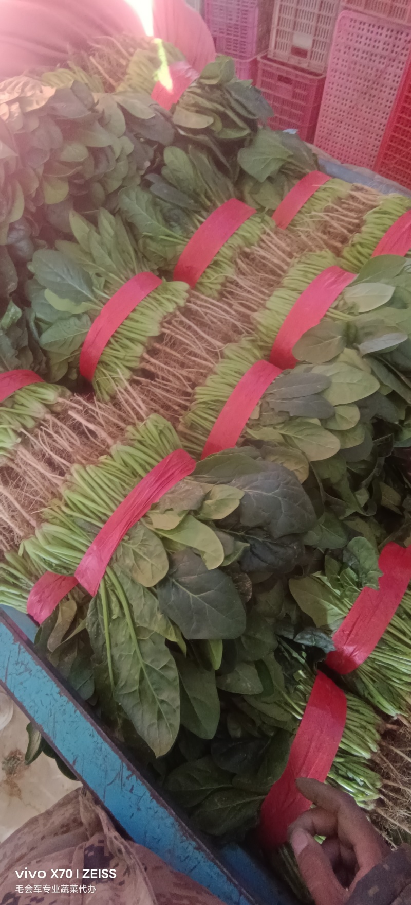 河南省滑县大棚精品菠菜，一手货源，质量保证，专业实力代办