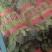 河南省滑县大棚精品菠菜，一手货源，质量保证，专业实力代办