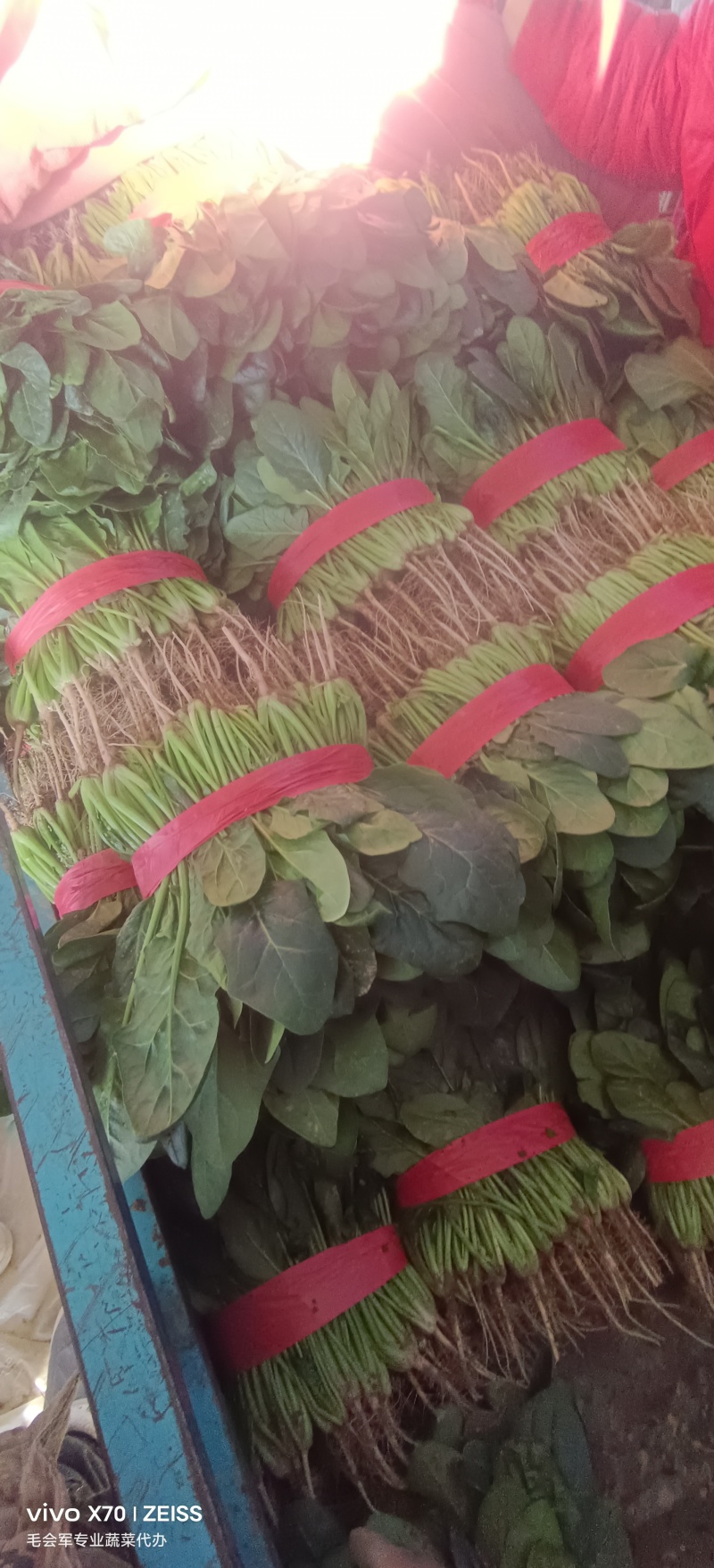 河南省滑县大棚精品菠菜，一手货源，质量保证，专业实力代办