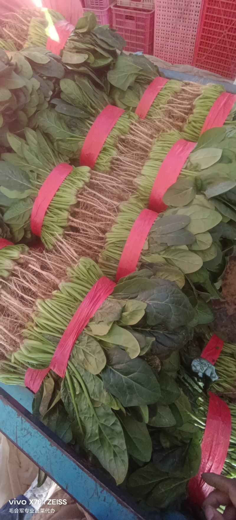 河南省滑县大棚精品菠菜，一手货源，质量保证，专业实力代办
