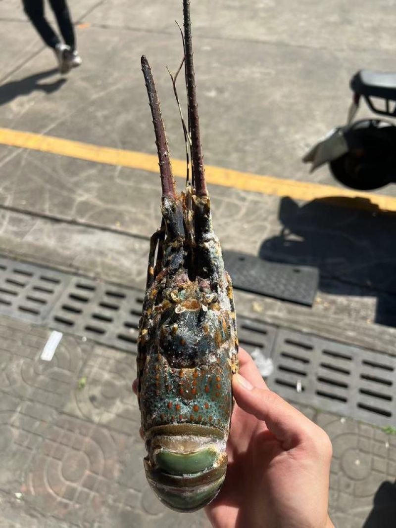 小青龙