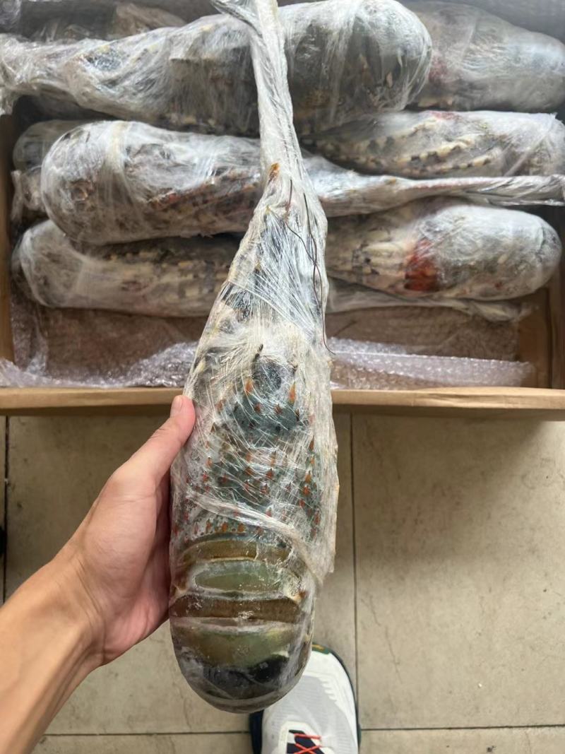 小青龙