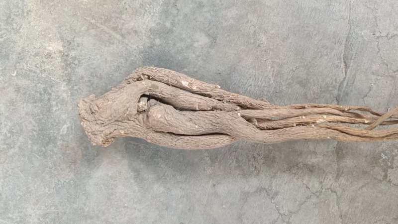 无硫精品半成品当归量大从优可视频看货产地直发一手货源
