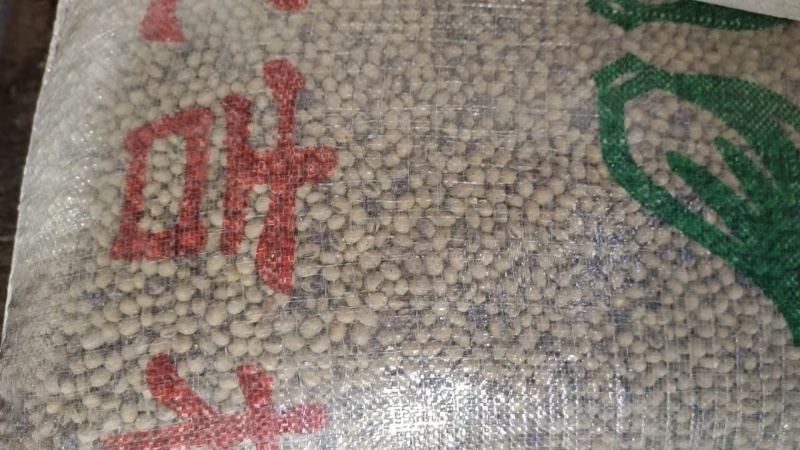 黄豆