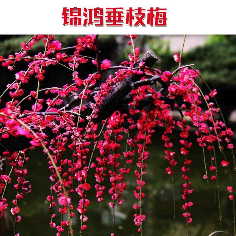 锦鸿垂枝梅锦红色超骨里红梅花卉木本树苗盆栽景冬季客厅庭院