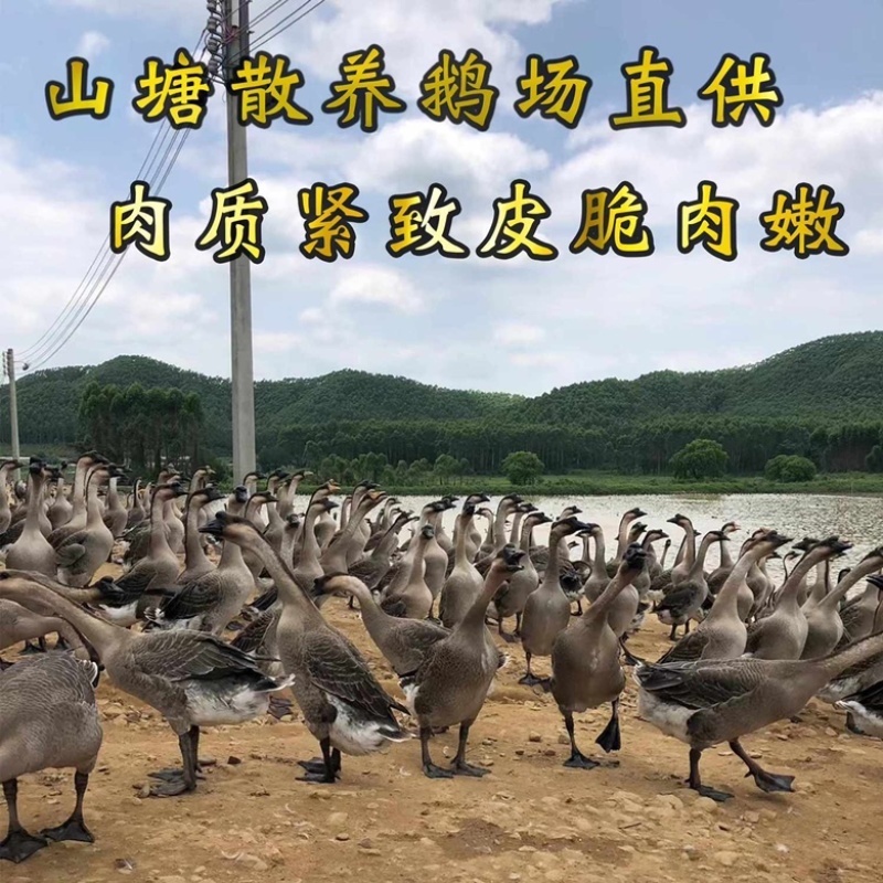 广式烤鹅现货现发一件代发工厂直供开袋即食预制菜
