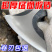 户外长柄便携手斧露营劈柴斧子锻造木工开山砍树尼曼收割手工