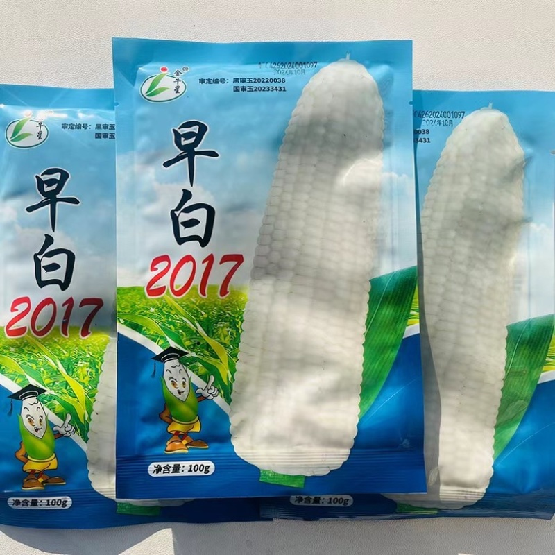 早白2017白糯玉米种子特早熟65天采收大棒上市早