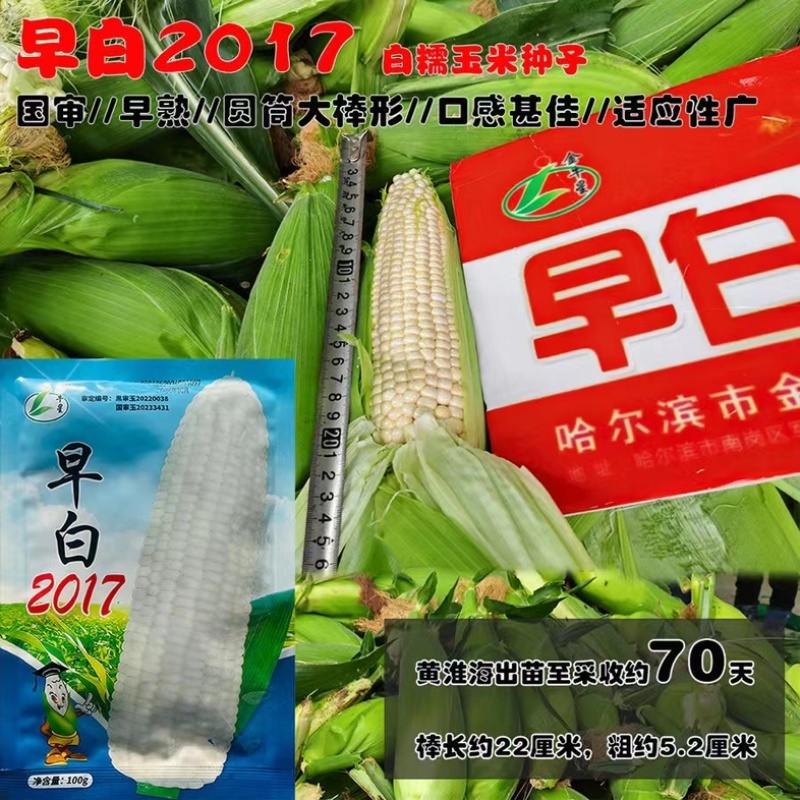 早白2017白糯玉米种子特早熟65天采收大棒上市早