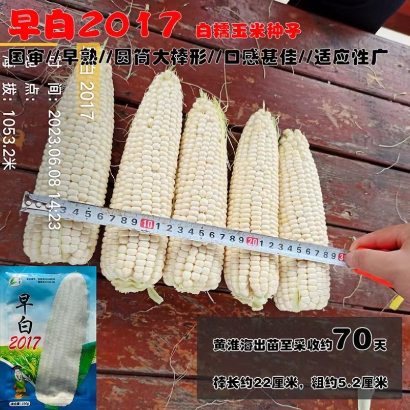 早白2017白糯玉米种子特早熟65天采收大棒上市早