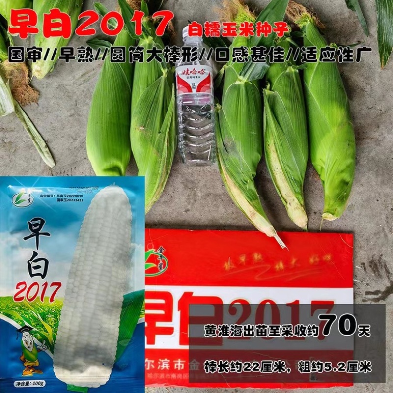 早白2017白糯玉米种子特早熟65天采收大棒上市早