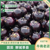 山东莘县产地精品圆茄产地直供黑亮圆茄紫亮圆茄一手货源