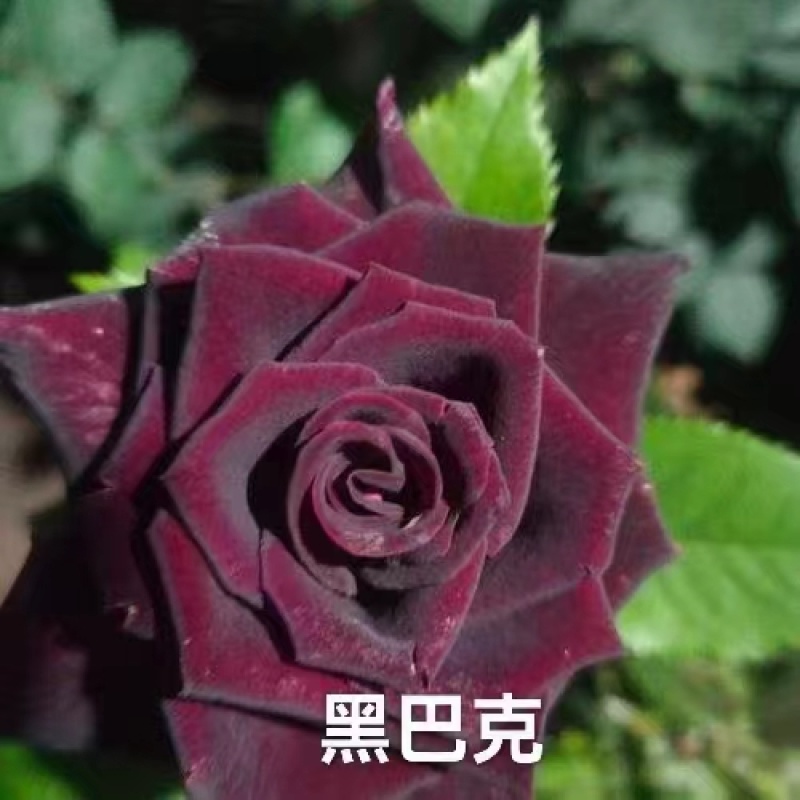 云南基地直发鲜切花玫瑰小苗