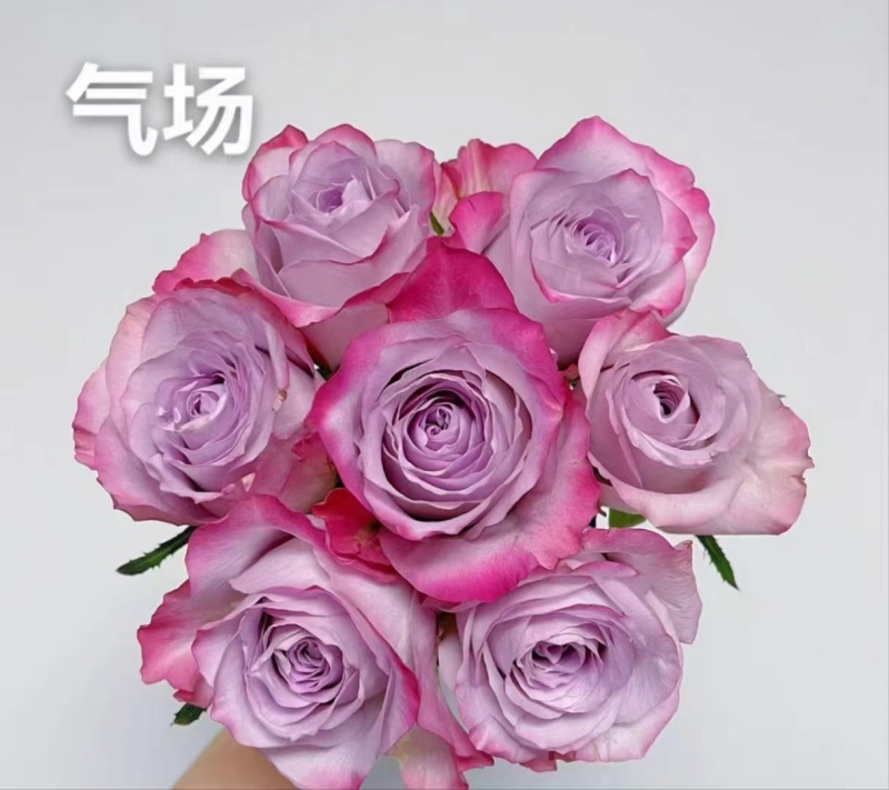 云南基地直发鲜切花玫瑰小苗