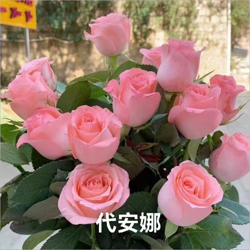 云南基地直发鲜切花玫瑰小苗
