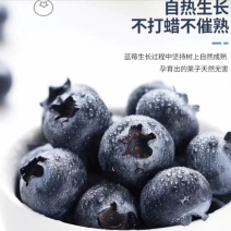 精品蓝莓F6L11F25优瑞卡产地直发欢迎电联