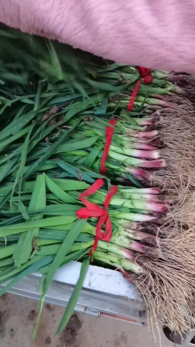 大棚蒜苗