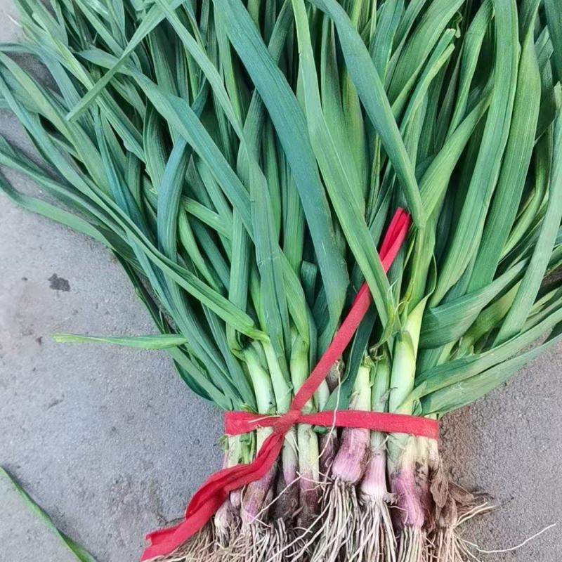 大棚蒜苗
