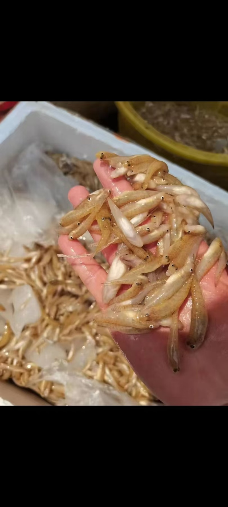 下酒绝配小黄鱼肉公鱼产地直批常年大量有货