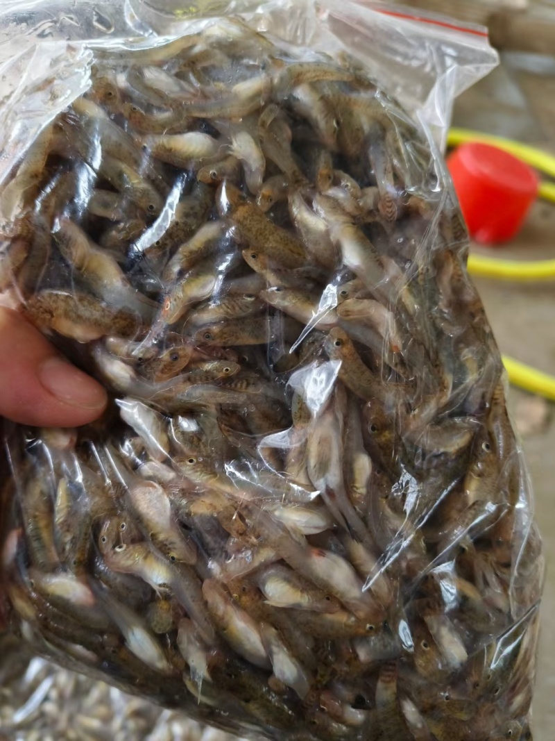 下酒绝配小黄鱼肉公鱼产地直批常年大量有货