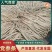 甘肃岷县中药材正品党参条优选
