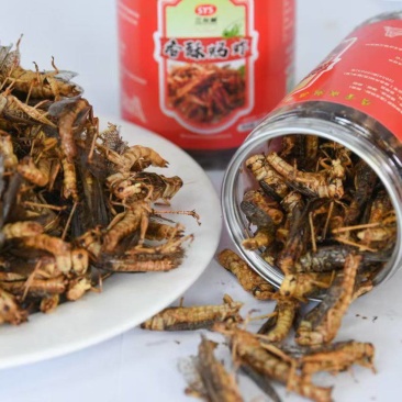 烘焙香酥蚂蚱即食蚂蚱，一手货源，品质保证，量大从优