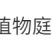 圆锥绣球木本耐寒耐热香草草莓石灰灯棒棒糖阳台绿植庭院地栽
