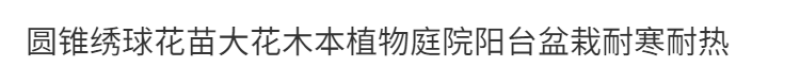 圆锥绣球木本耐寒耐热香草草莓石灰灯棒棒糖阳台绿植庭院地栽