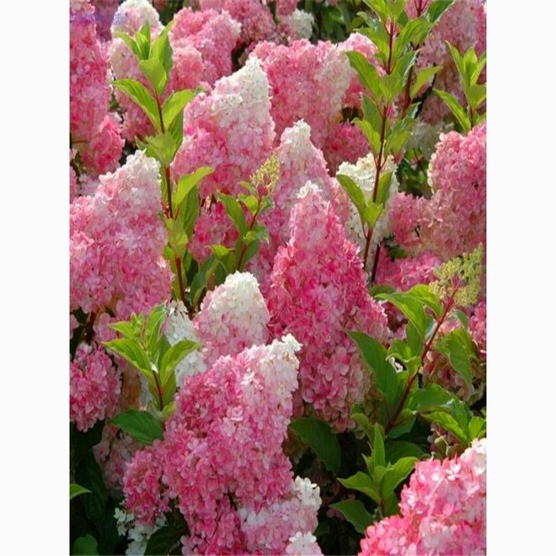 圆锥绣球木本耐寒耐热香草草莓石灰灯棒棒糖阳台绿植庭院地栽