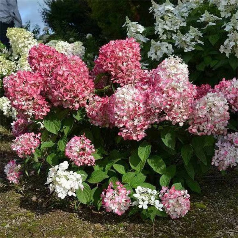 圆锥绣球木本耐寒耐热香草草莓石灰灯棒棒糖阳台绿植庭院地栽