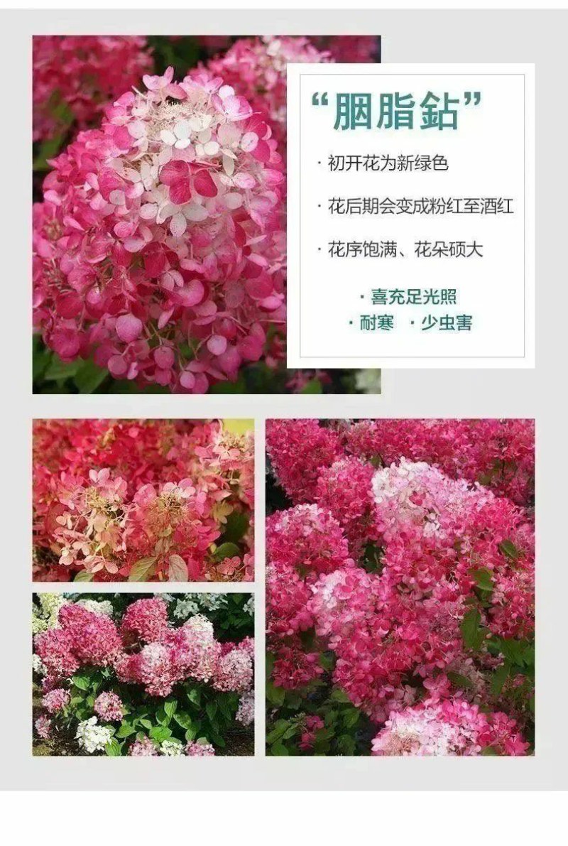 圆锥绣球木本耐寒耐热香草草莓石灰灯棒棒糖阳台绿植庭院地栽