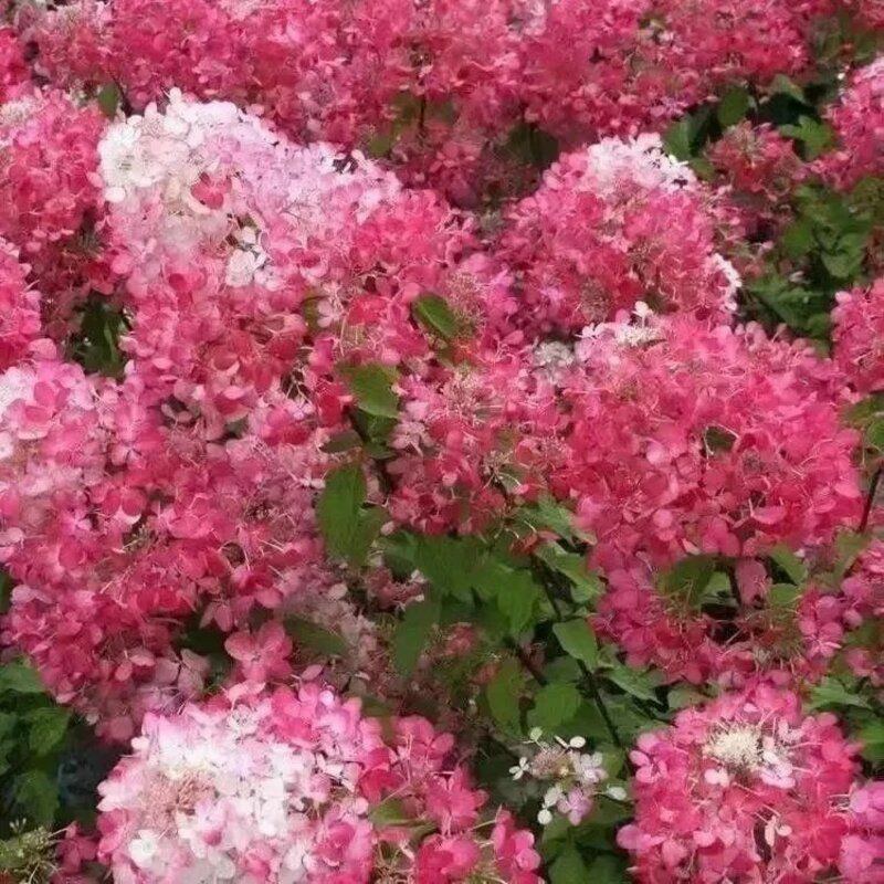 圆锥绣球木本耐寒耐热香草草莓石灰灯棒棒糖阳台绿植庭院地栽