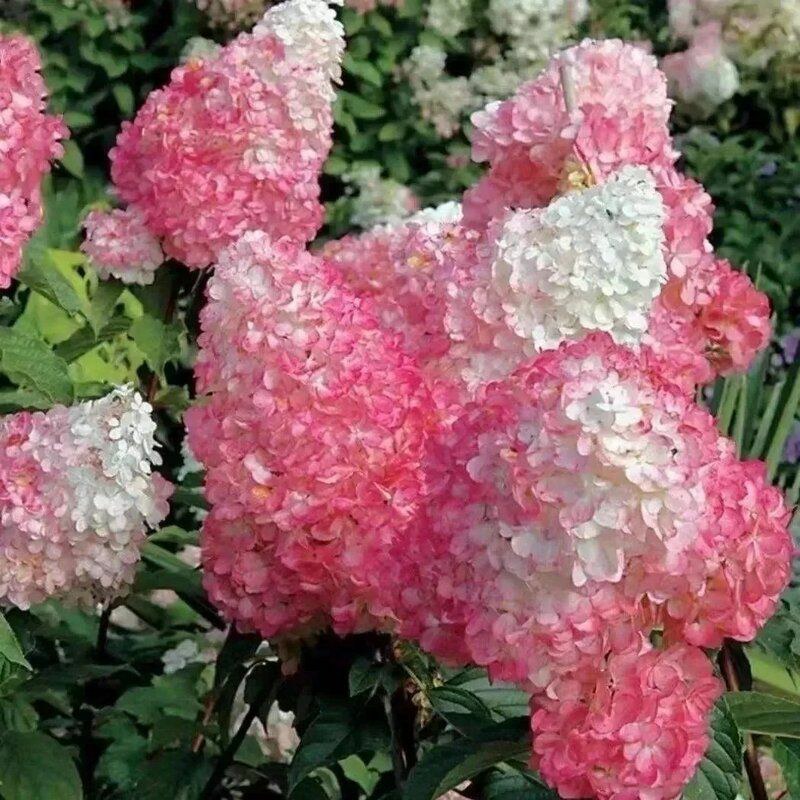 圆锥绣球木本耐寒耐热香草草莓石灰灯棒棒糖阳台绿植庭院地栽