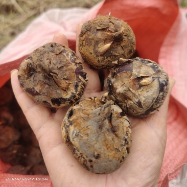 四塘马蹄，甜，脆，消渣