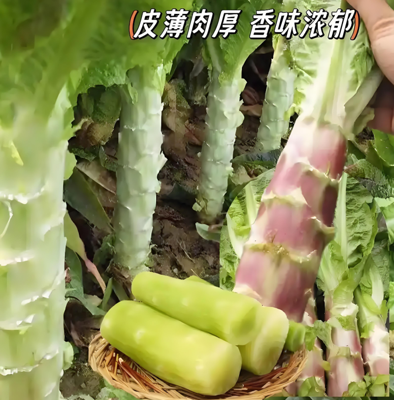 笋红叶香笋，对接全国各大市场，货源充足，一件代发，绿叶
