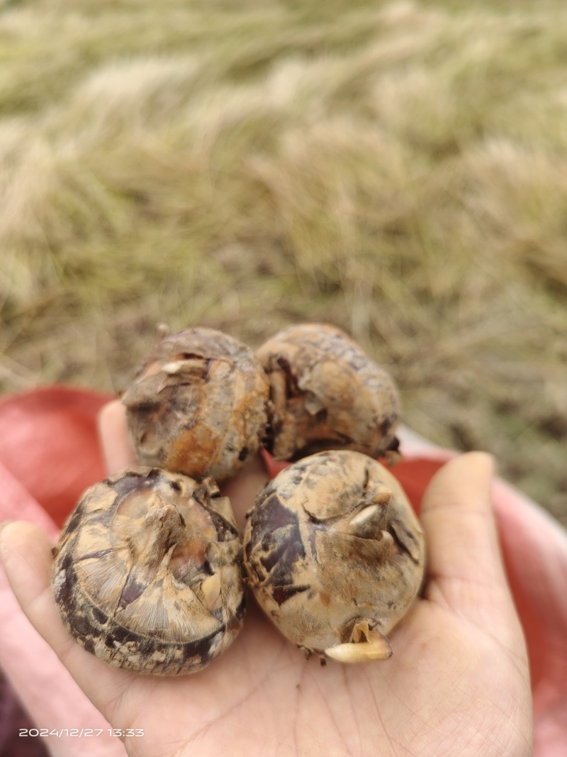 四塘马蹄，甜，脆，消渣