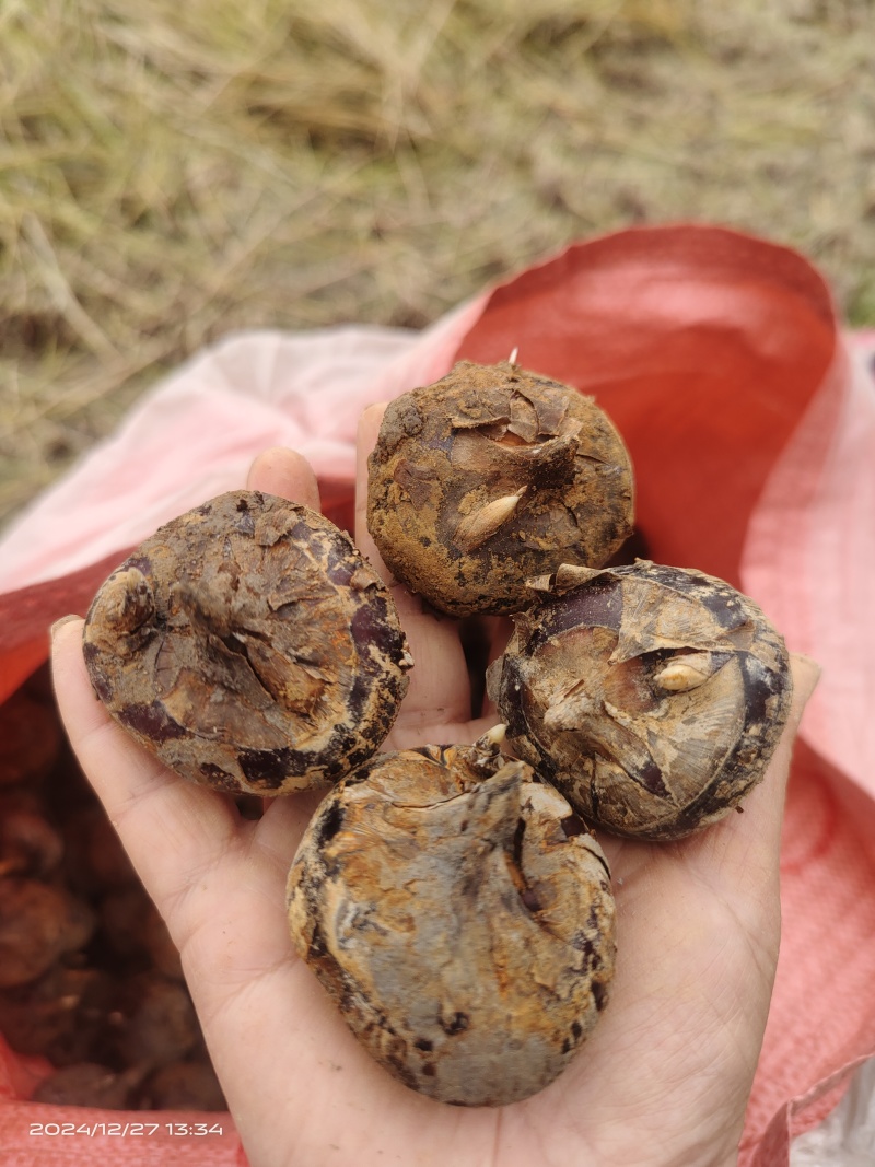 四塘马蹄，甜，脆，消渣