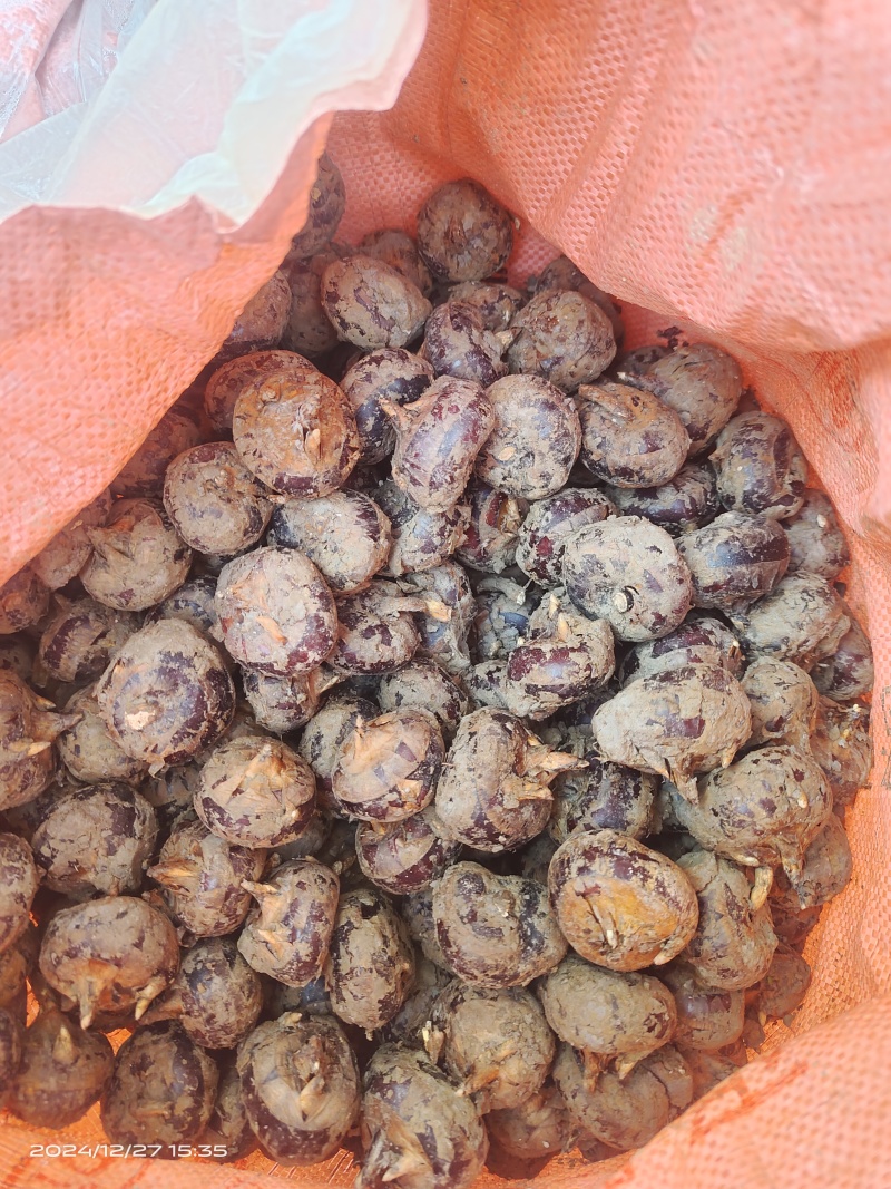 四塘马蹄，甜，脆，消渣