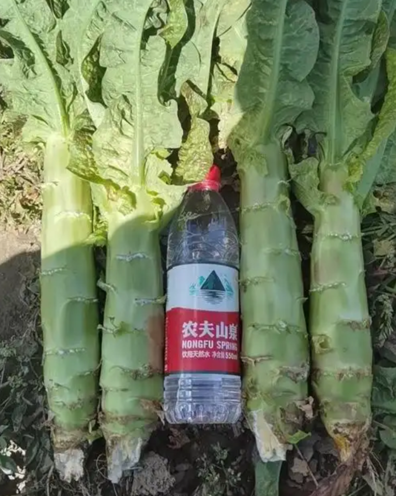莴笋青尖叶，全国代发，货源充足，对接各大市场与电商