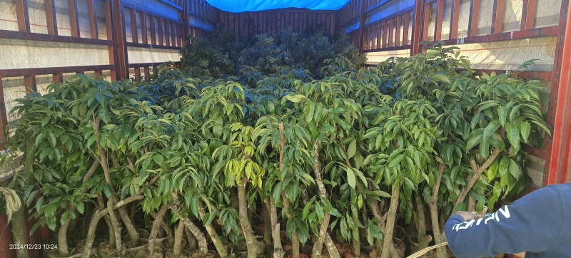 桂味荔枝高压苗（杯苗）