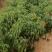 桂味荔枝高压苗（杯苗）