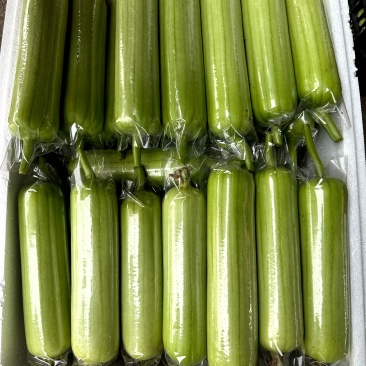 精品大棚白玉丝瓜