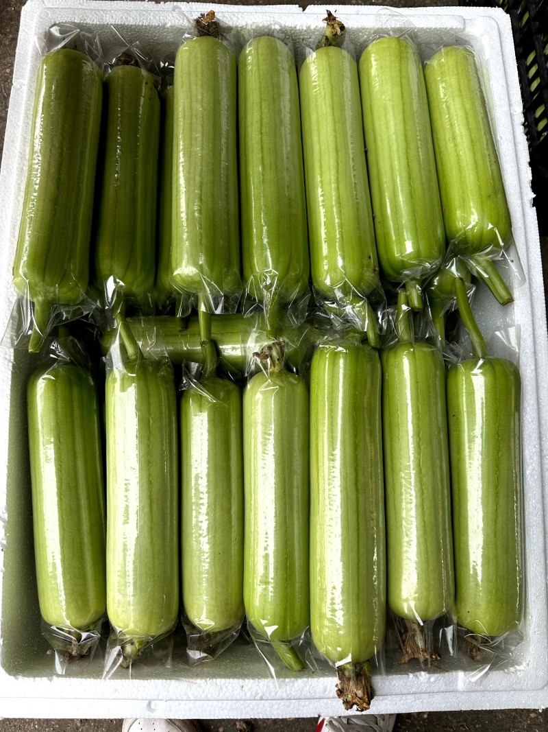 精品大棚白玉丝瓜