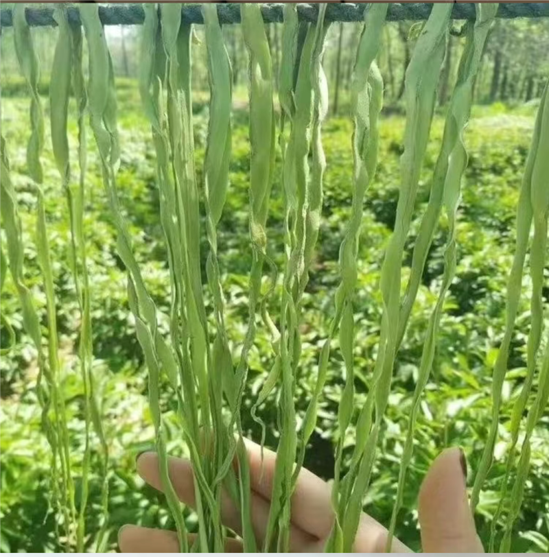 贡菜批发源产地批发笋干批发云南贡菜批发
