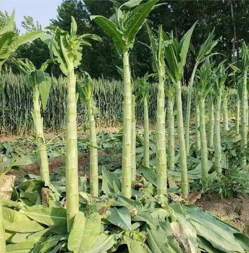 贡菜批发源产地批发笋干批发云南贡菜批发